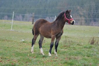 WELSH COB - klisna - 4