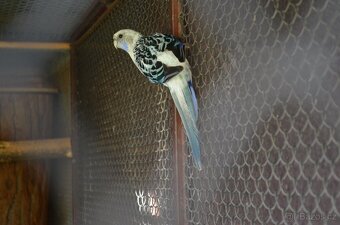 Prodám Rosela pestrá - 4