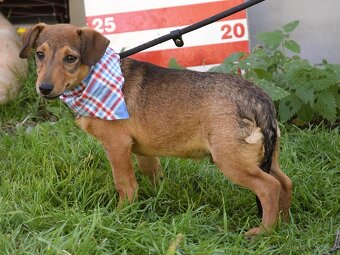 Jeremy hledá domov - 4