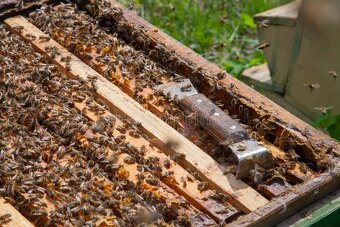 Vyzimované včelstvo - 4
