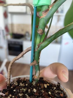 Monstera deliciosa - 4