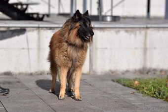 Belgický ovčák Tervueren - štěňátka s PP /pejsci/ - 4
