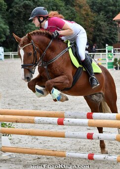 Připuštění welsh cob - 4