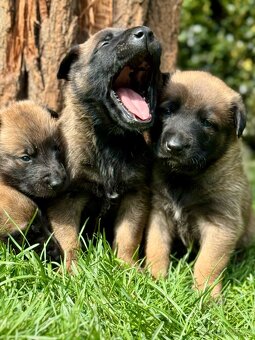 BELGICKÝ OVČÁK MALINOIS - ŠTĚŇATA - 4