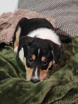 Biham nebude sedět v koutě :-) - 4