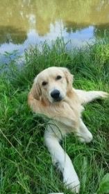 Zlatý retrívr bez PP 🐶 - 4