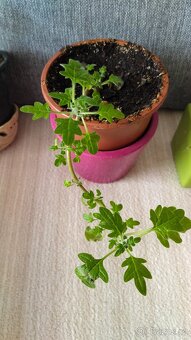 Prodam rostliny, kvetiny - 4