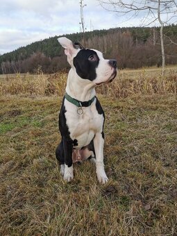 Loki stafordšírský terier - 4
