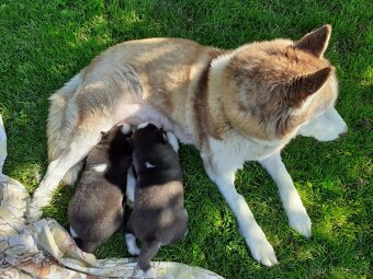 SIBIŘSKÝ HUSKY - 4