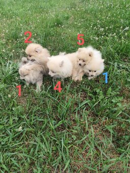 Špic pomeranian štěňátka - 4