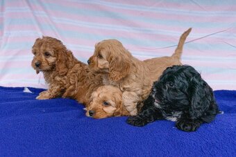 Cavapoo - 4