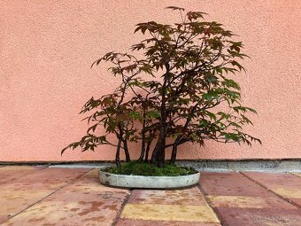 Bonsai, Bonsaj, japonský javor, lesík - 4