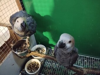 Žako kongo 1.1 - 4