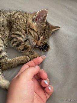🥺 Hledám nový domov pro kočičku 🐾 - 4