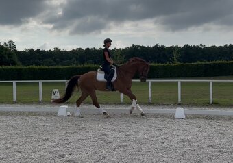 Talentovaný valach hledá nový domov - 4