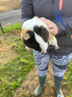 Moračta za odvoz - 4