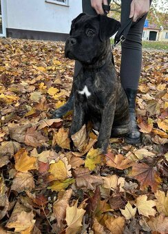 Cane Corso bez PP - 4
