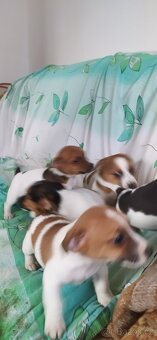 Jack Russell teriér - 4