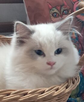 Kocourek ragdoll s PP, REZERVACE - 4