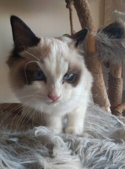 Super koťátka Ragdoll - 4