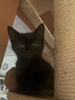 Kotě mainské mývalí - 4