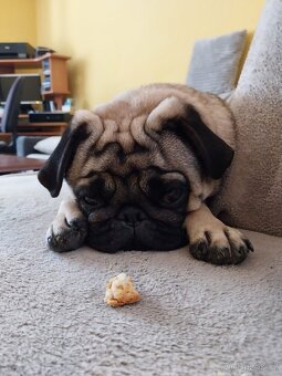 Tříletý Mops ke krytí - 4