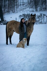 Připouštění AQH Hollywood Buckskin - 4
