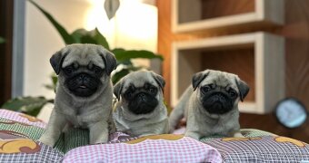 Mops - 4