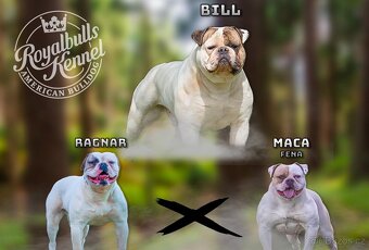 Štěňata Amerického Bulldoga - 4