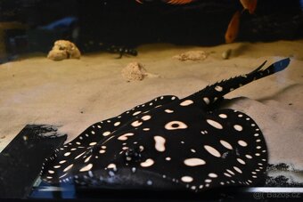 Rejnok Trnucha Leopoldova Black Diamond - 4