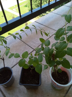 lonicera bílá japonská, pnoucí dřevina, sazenice - 4