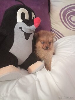 Pomeranian - 4