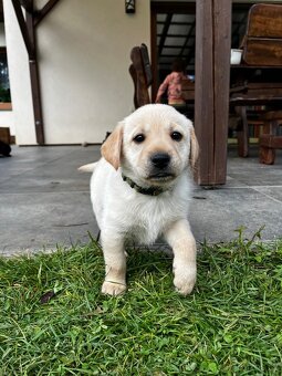 Štěňata Labradora bez PP - 4