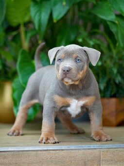 American Bully XL/XXL - 4