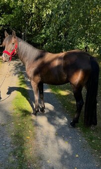 3,5letá klisna WPBR - 4