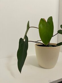Epipremnum scindapsus šplhavnik šplhavnice - 4