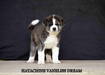 AKITA INU - 4