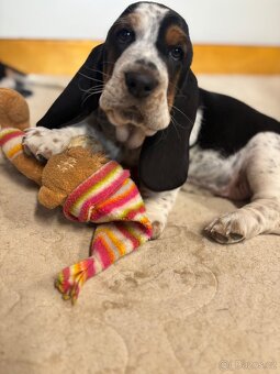 Basset Hound - štěňátko s PP - 4