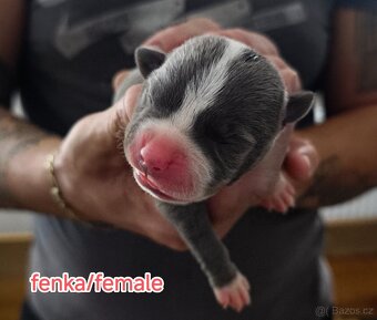 American Bully XL originální původní krev rodokmen ABKC USA - 4