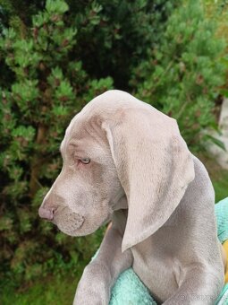 Výmarský ohař - fenka s PP - 4