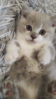Britská koťátka - 4
