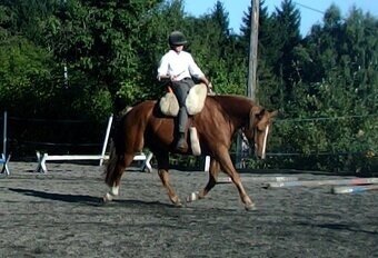 Vycvičený mladý valach - 4