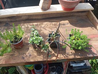 Prodám přebytky rostlin - 4