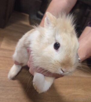 Zakrslý králík - 4