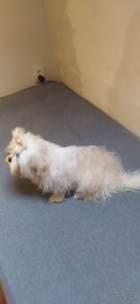 Shitzu s PP  pes - 4