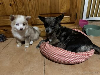 Prodám štěňátko - čivava - 4