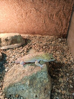 Samec Gekončíka nočního - 4