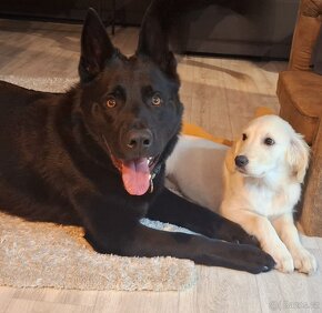 Německý ovčák -krytí - celočerný - 4