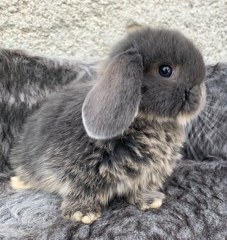 ❤️❤️Minilop Kralicek Beránek mimi - 4