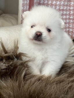 Štěňátka Pomeranian s PP (FCI) - 4